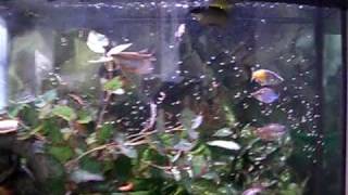 72g Bow Front Aquarium with tropical community fish [upl. by Oisorbma]