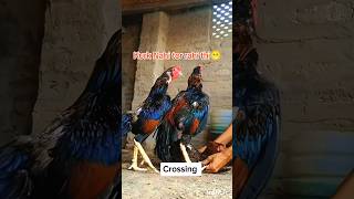 single female crossed by 3 males 😱 youtubeshorts viralvideo aseelmurga youtube [upl. by Akirdnas]