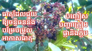 ážáźážŹážĽážźáž¶áž“ Chitosan áž‡áž˝áž™áž”áž„áź’áž€áž¶ážšáž”áž‰áź’áž áž¶áž€áź’ážšáź€ážáž•áź’áž€áž¶áž“áž·áž„áž€áź’ážŹáž·áž”áž…áž“áź’áž‘áž¸ [upl. by Naenej326]