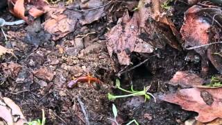 113  Exploring MicroHabitats Life Under Logs Updated see video213 [upl. by Iana]