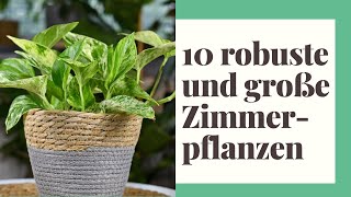 10 robuste und große Zimmerpflanzen  Echte Überlebenskünstler [upl. by Palma]