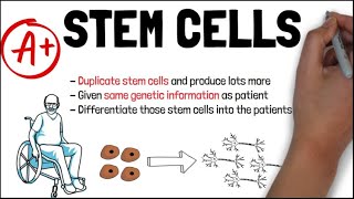 What are stem cells How can they be used for medical benefit [upl. by Veejar]