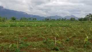 Merits and Demerits of Tissue culture Banana Planted in JiJi Farm Tamilnadu Part 1 [upl. by Hoon339]