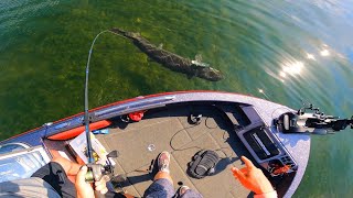 Sight Fishing ULTRA CLEAR WATER for GIANT MUSKIES [upl. by Ibmat]