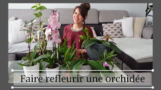 Entretenir et faire refleurir une orchidée phalaenopsis [upl. by Loeb]