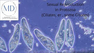 Sexual Reproduction in Protozoa [upl. by Sigismundo]