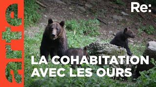 Le danger des ours  ARTE Regards [upl. by Ellac]