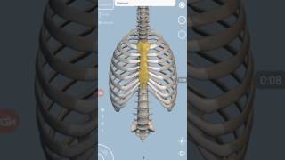 Boundries of thoracic inlet and outlet [upl. by Linson]