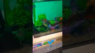 How to Care for an Axolotl at Home for beginners aquarium axolotl tipsandtricks fyp [upl. by Valleau]