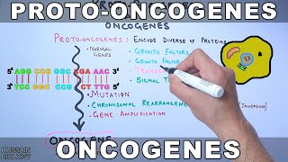 ProtoOncogenes and Oncogenes [upl. by Inaja]