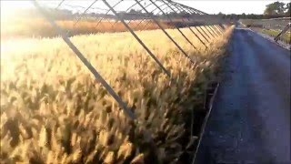 Best Ornamental Grasses  Pennisetum Hameln Fountain Grass [upl. by Cheyney]