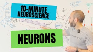 10Minute Neuroscience Neurons [upl. by Ling]