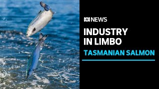 Federal opposition calls for more certainty for Tasmanian salmon producers  ABC News [upl. by Yodlem]