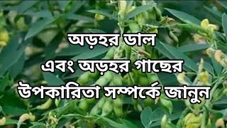 অড়হর ডাল এবং অড়হর গাছের উপকারিতা। [upl. by Yessak]