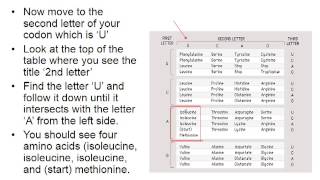 How to read a codon table [upl. by Liahcim]