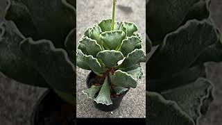 Adromischus Cristatus suculentas [upl. by Svirad663]