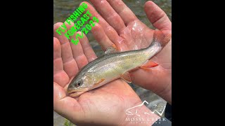 Mossy Creek Fly Fishing Forecast 512023 [upl. by Norword]