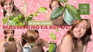 Massive Hoya repot  Houseplants UK  Semihydro [upl. by Groscr]