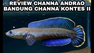 REVIEW CHANNA ANDRAO SIZE 10CM UP JUARA KONTES BANDUNG CHANNA CONTEST 2 SNAKEHEAD ADA 300 IKAN LEBIH [upl. by Jacky364]