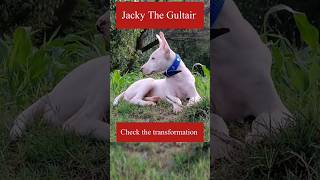 Gultair dog transformation  Jacky The Gultair gultairdog transformation shorts [upl. by Yatnod]