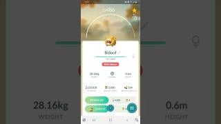 Getting 5000 Bidoof Candy In Pokemon Go pokemongo [upl. by Hibben307]