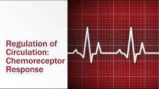 Regulation of Circulation Chemoreceptor Response [upl. by Eirelav]