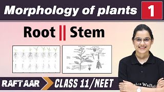 Morphology in Plants 01  Root  Stem  Class 11NEET  RAFTAAR [upl. by Mylan]