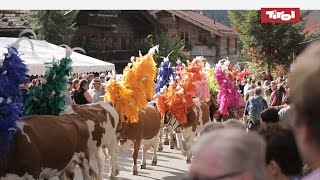 Almabtrieb Tirol  Kelchsau Kitzbüheler Alpen 🐮 [upl. by Irrek]