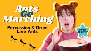 Ants Go Marching Song One by One Baby Toddler Learning Babys First Drum Sounds Percussion Ants [upl. by Docia498]