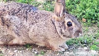 Cottontail Rabbit  Backyard Nature [upl. by Nahtnanhoj]