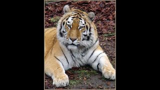 Amur Ussuri tiger [upl. by Ocsirf]