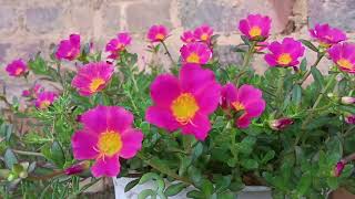 Portulaca Grandiflora Plants flowers [upl. by Yentruoc]