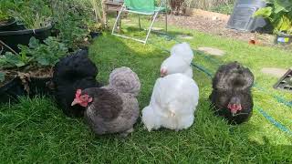 Pekin Bantams and Serama [upl. by Iredale]