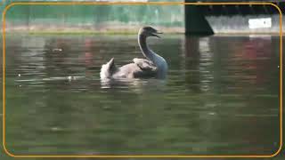 Swans that belong to Britains Queen Elizabeth [upl. by Gustie]