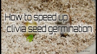 How to speed up clivia seed germination [upl. by Lalaj699]