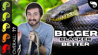 Black Rat Snake The Best Pet Snake [upl. by Aicek]