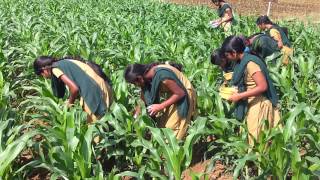 application of carbofuran granules inside of whorls in maize [upl. by Serolod49]