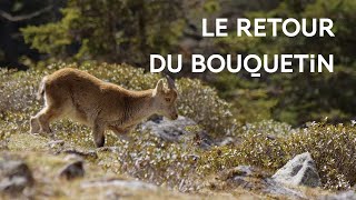 La réintroduction du Bouquetin des Pyrénées [upl. by Neeloj]