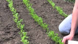 How to Grow and Sow Carrots from Seed  Gurneys Video [upl. by Ssac]