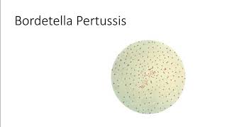 Batteriologia  Lezione 17 Bordetella Pertussis [upl. by Yticilef]