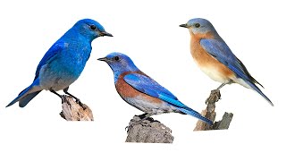 3 Species of Bluebirds  Genus Sialia Family Turdidae [upl. by Westbrook41]