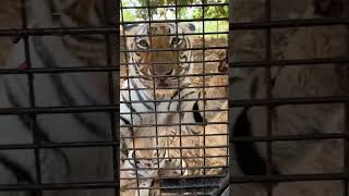 Tiger Feeding at Zoobic Safari zoobicsafari tiger tigerfeeding [upl. by Vish]