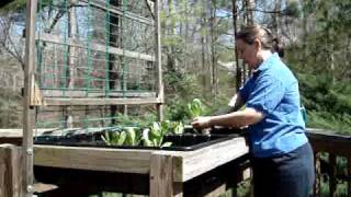 Gardening in a Waist High Raised Bed Garden [upl. by Corotto426]