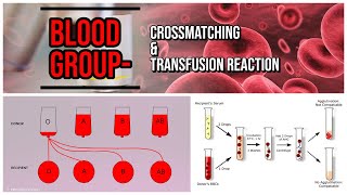 Blood Group  Crossmatching amp Transfusion Reaction  blood bank [upl. by Airotel]