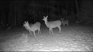 Maine Deer Cam 2021 rush hour [upl. by Laoj]