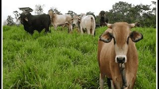 Conoce usted el sentido de la crianza de sus animales  Agricultura Necesaria [upl. by Ueih967]