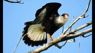 CARACARA CARGAHUESOS ·· LAS MÁS BELLAS AVES DE COSTA RICA [upl. by Jacques]