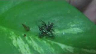 Fighting Spiders  Record time Incredible wrestling [upl. by Ul]