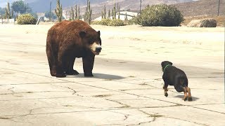 قتال قوي بين الدب والكلب شوب في قراند 5؟ GTA V CHOP VS BEAR [upl. by Arodnahs537]