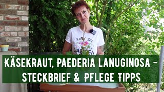 Käsekraut Paederia lanuginosa  Steckbrief amp Pflegetipps [upl. by Shermie841]